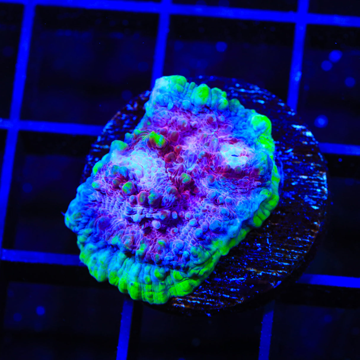 TSA Paint Splatter Chalice Coral