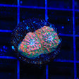 TSA Patrick Star Chalice Coral
