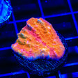 Dragon Claw Chalice Coral