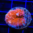 TSA Wildfire Chalice Coral