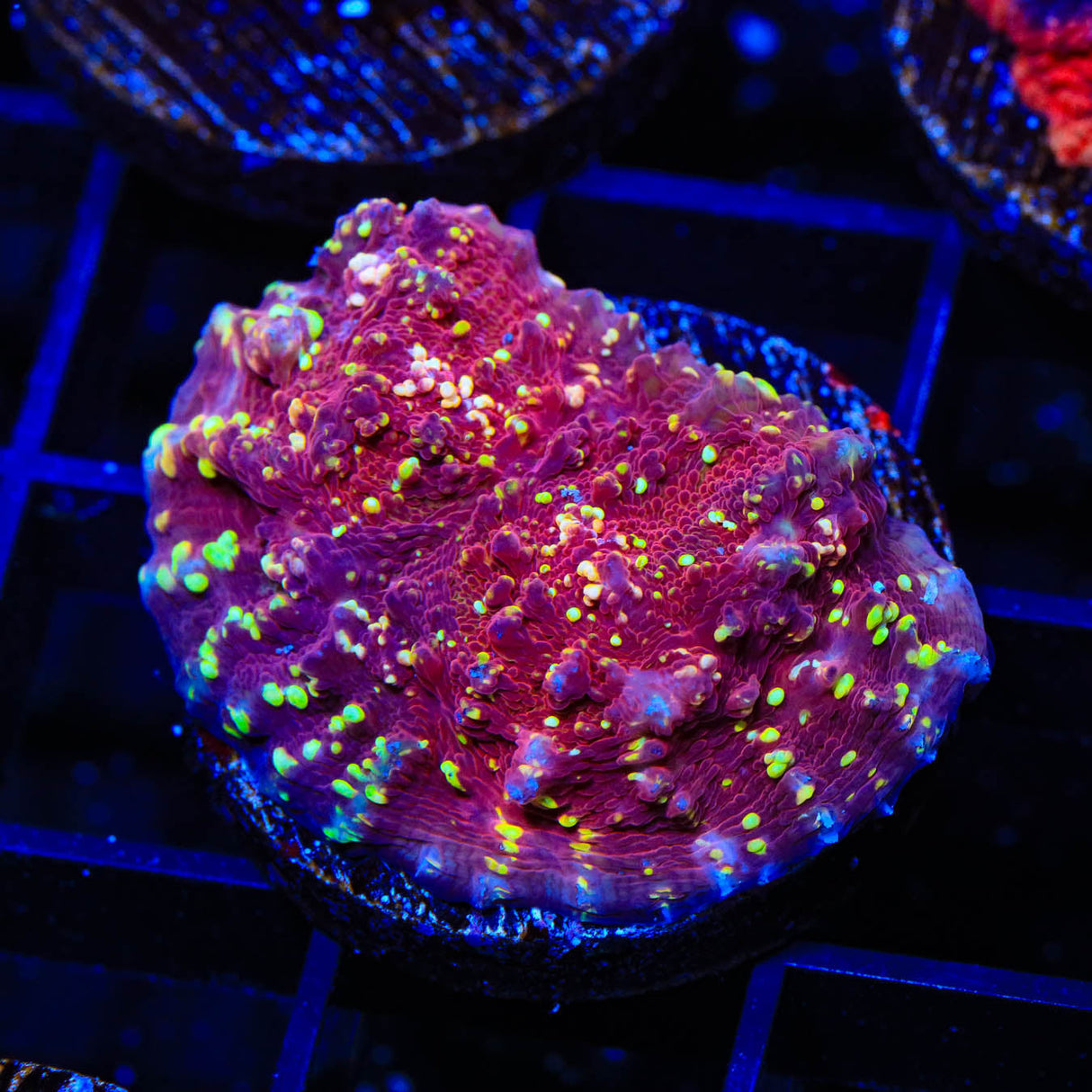 JF Gold Meister Chalice Coral - Top Shelf Aquatics