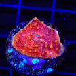 TSA Molton Lava Chalice Coral