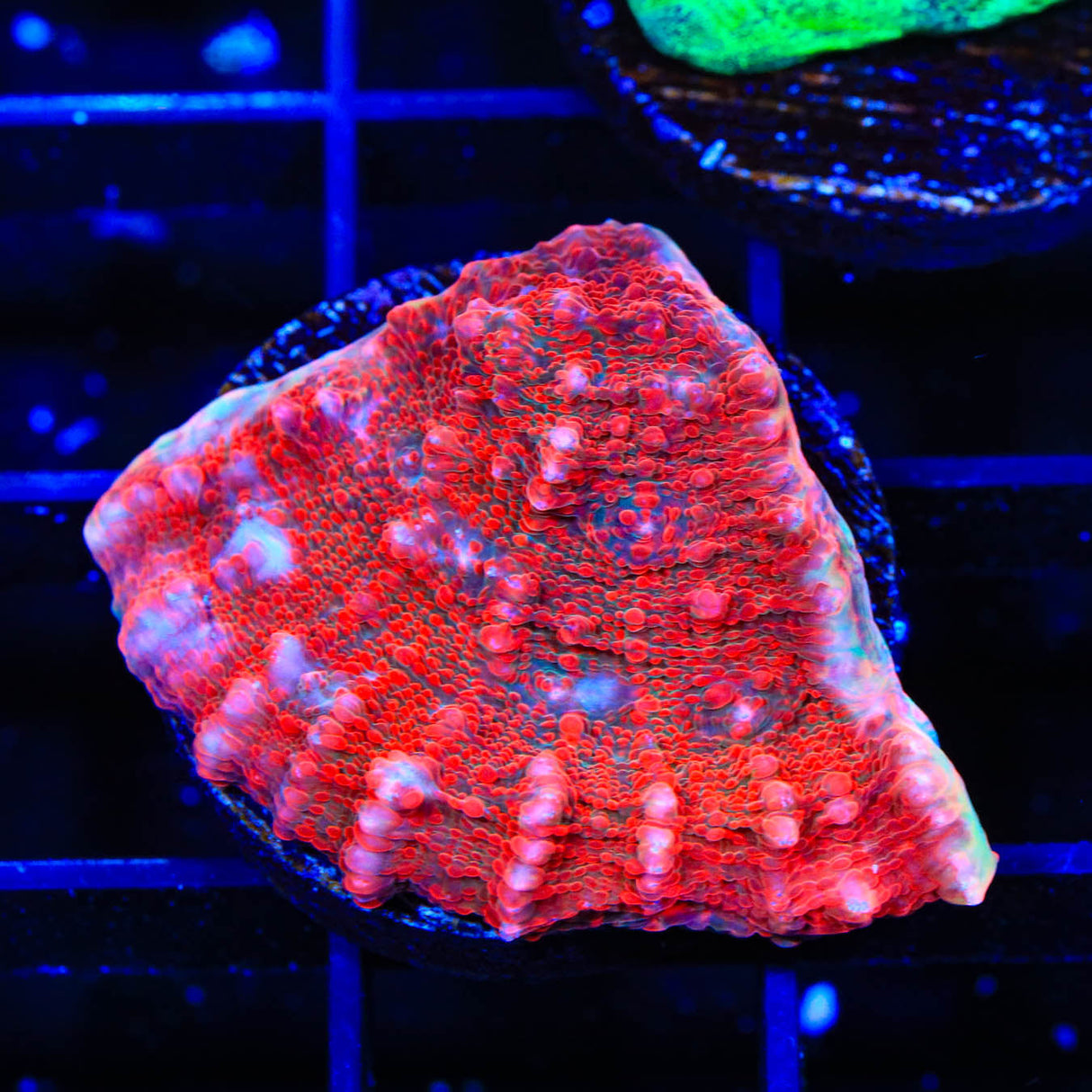 TSA Molton Lava Chalice Coral - Top Shelf Aquatics