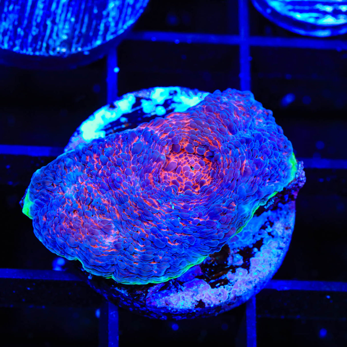 TSA Space Dust Chalice Coral - Top Shelf Aquatics