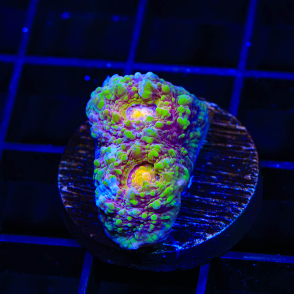 TSA Paint Splatter Chalice Coral