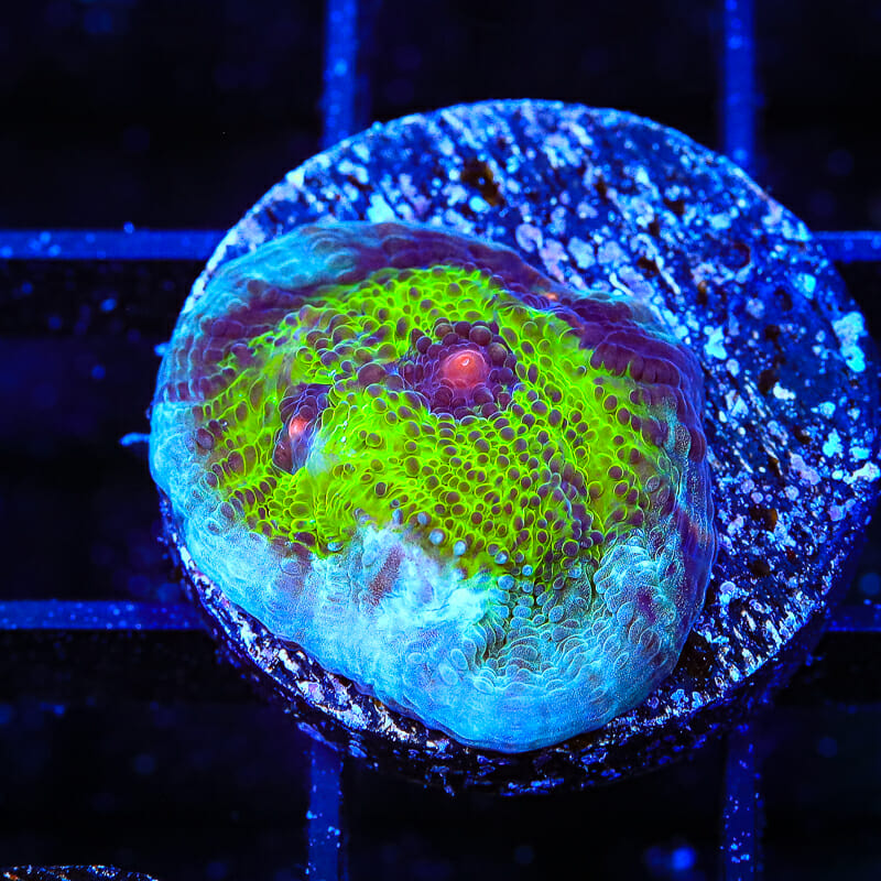 TSA Avatar Chalice Coral - Top Shelf Aquatics