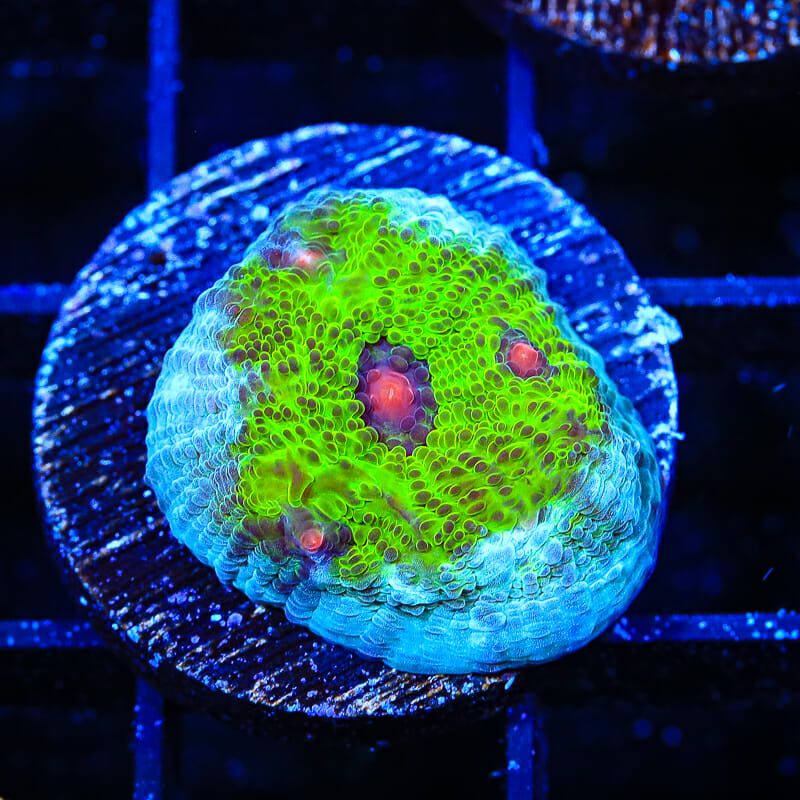 TSA Avatar Chalice Coral