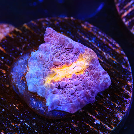 ORA Easter Egg Chalice Coral