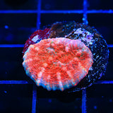 TSA Wildfire Chalice Coral - Top Shelf Aquatics