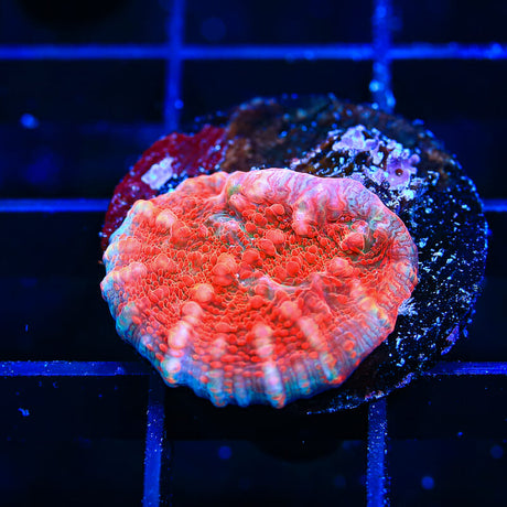 TSA Wildfire Chalice Coral