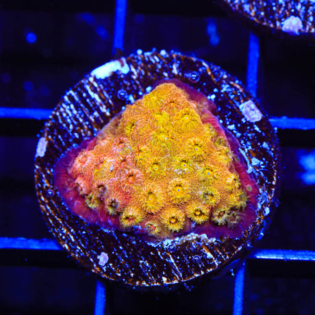24k Gold Cyphastrea Coral - Top Shelf Aquatics