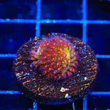 JF Sunset Stylocoeniella Coral - Top Shelf Aquatics