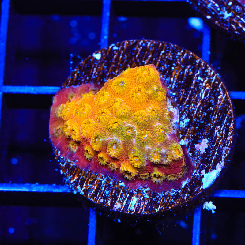 24k Gold Cyphastrea Coral – Top Shelf Aquatics