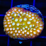 ACI Golden Girls Cyphastrea Coral