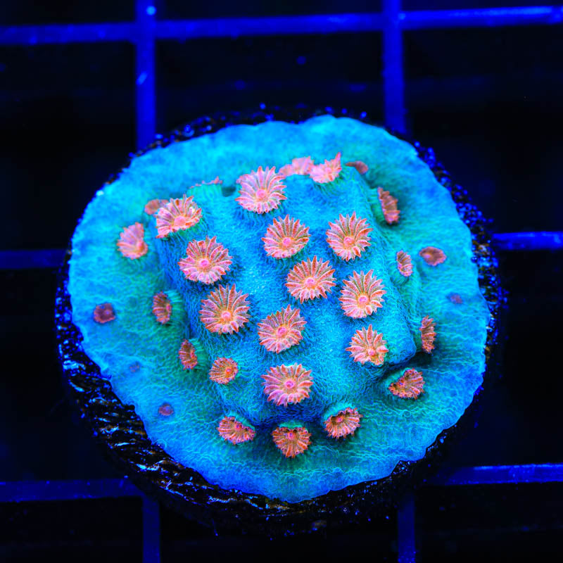 Meteor Shower Cyphastrea Coral