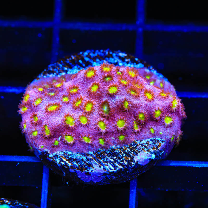 CB Bling Bling Cyphastrea Coral