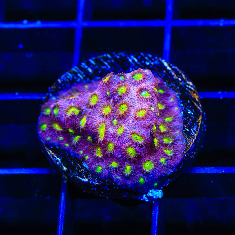 CB Bling Bling Cyphastrea Coral