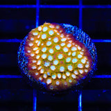 ACI Golden Girls Cyphastrea Coral - Top Shelf Aquatics