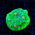 Space Invader Chalice Coral