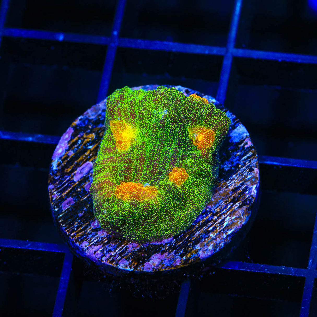 TSA Sparkle Invader Chalice Coral - Top Shelf Aquatics