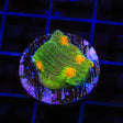 TSA Sparkle Invader Chalice Coral - Top Shelf Aquatics