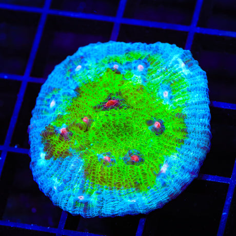 TSA Avatar Chalice Coral