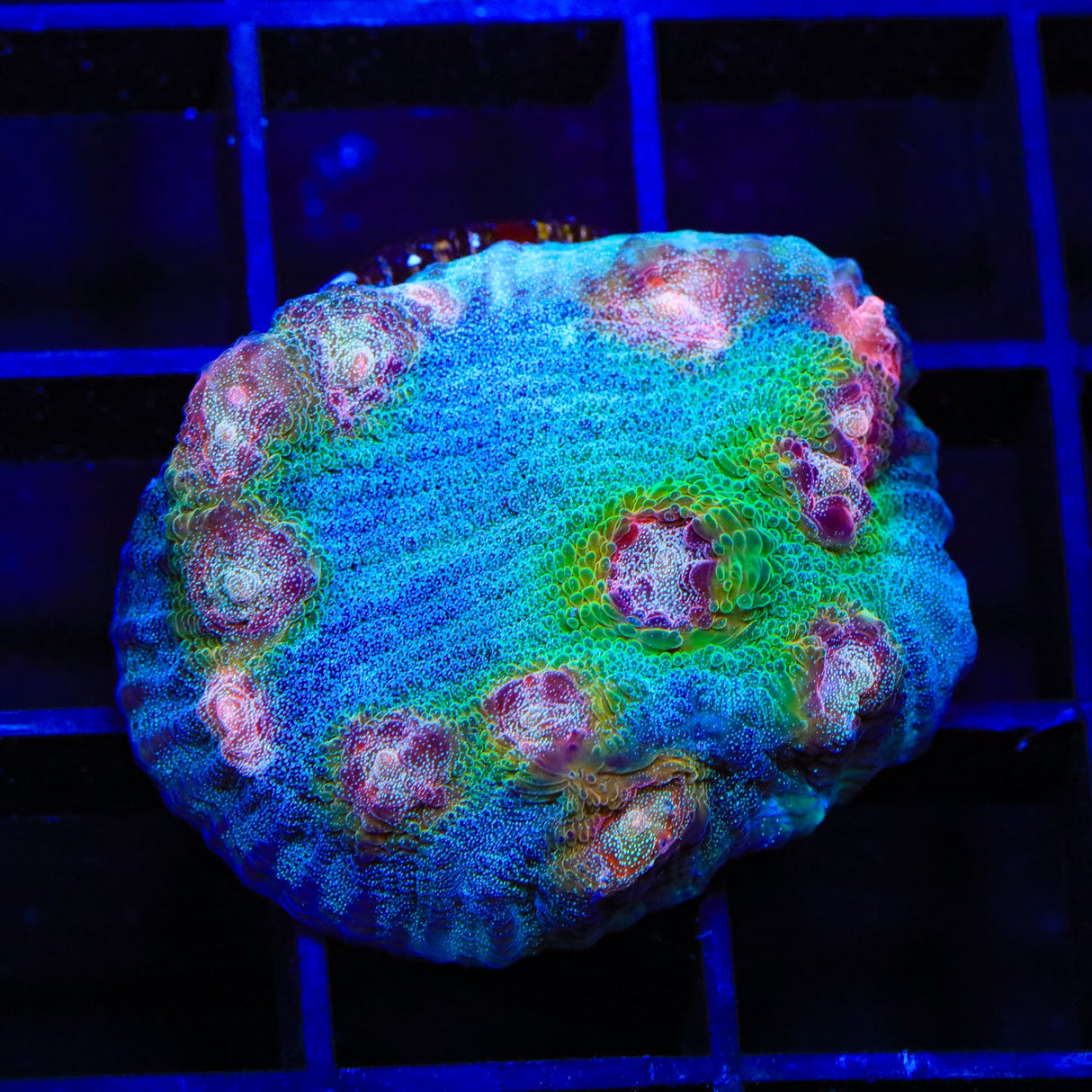 TSA Demogorgon Chalice Coral