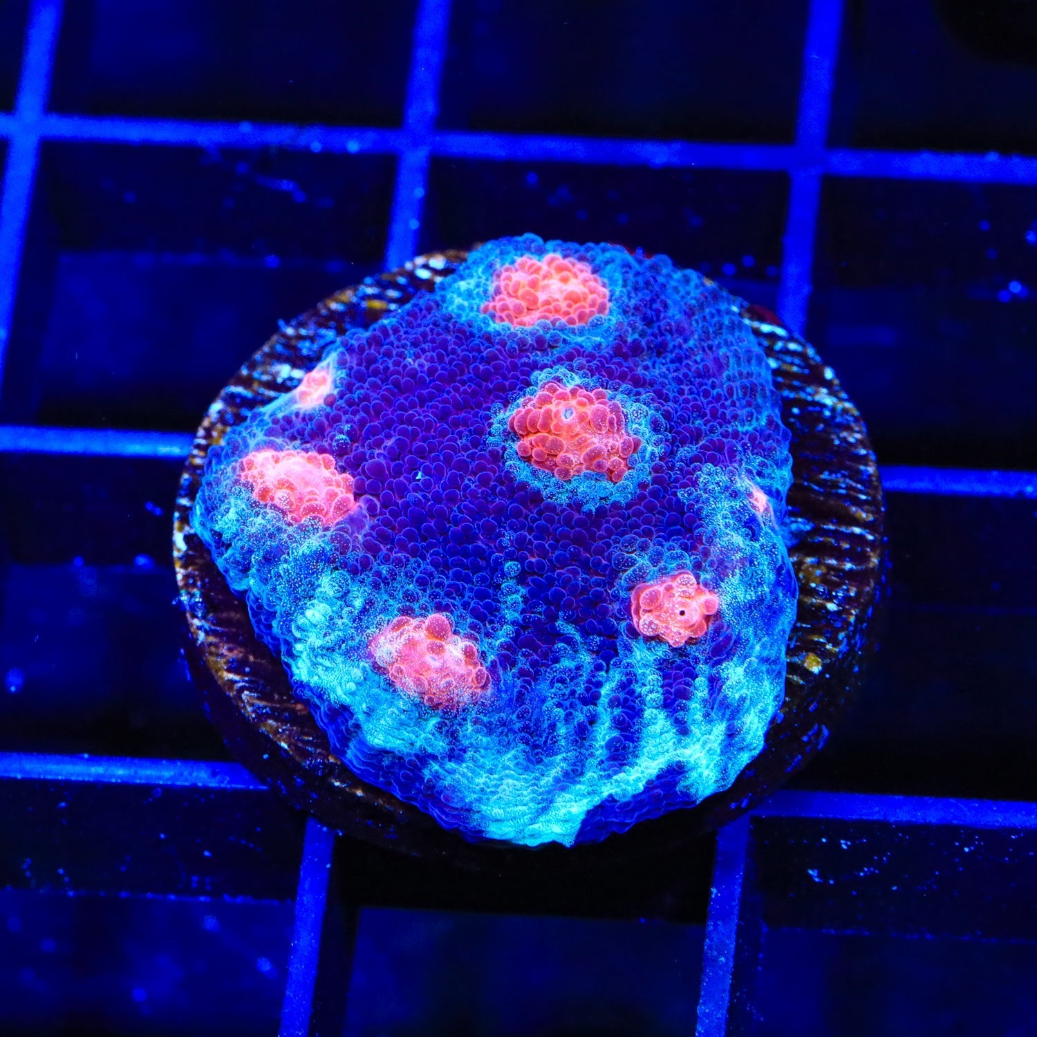 ACI Mike the Mycedium Chalice Coral