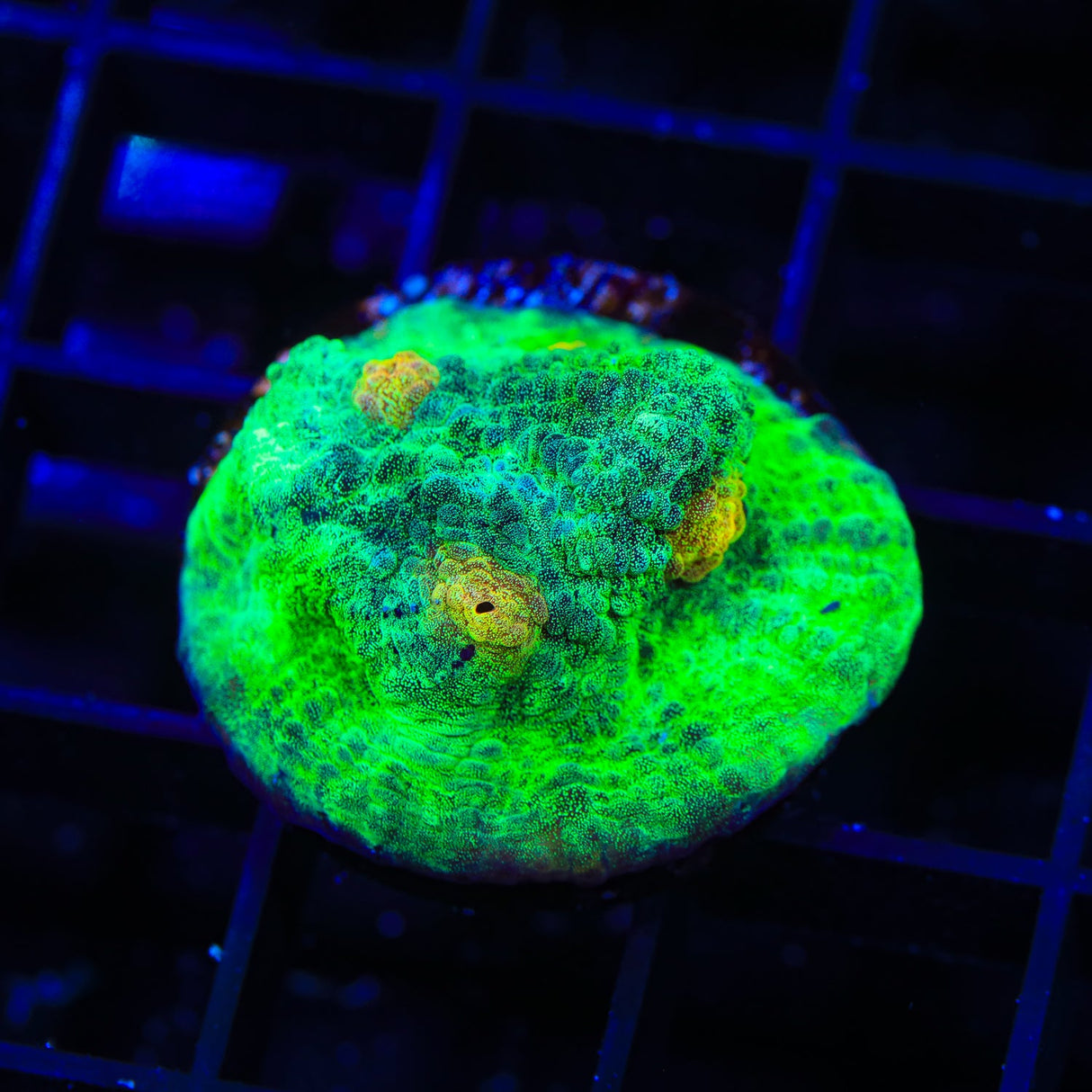 TSA Space Dune Chalice Coral