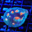 ACI Mike the Mycedium Chalice Coral