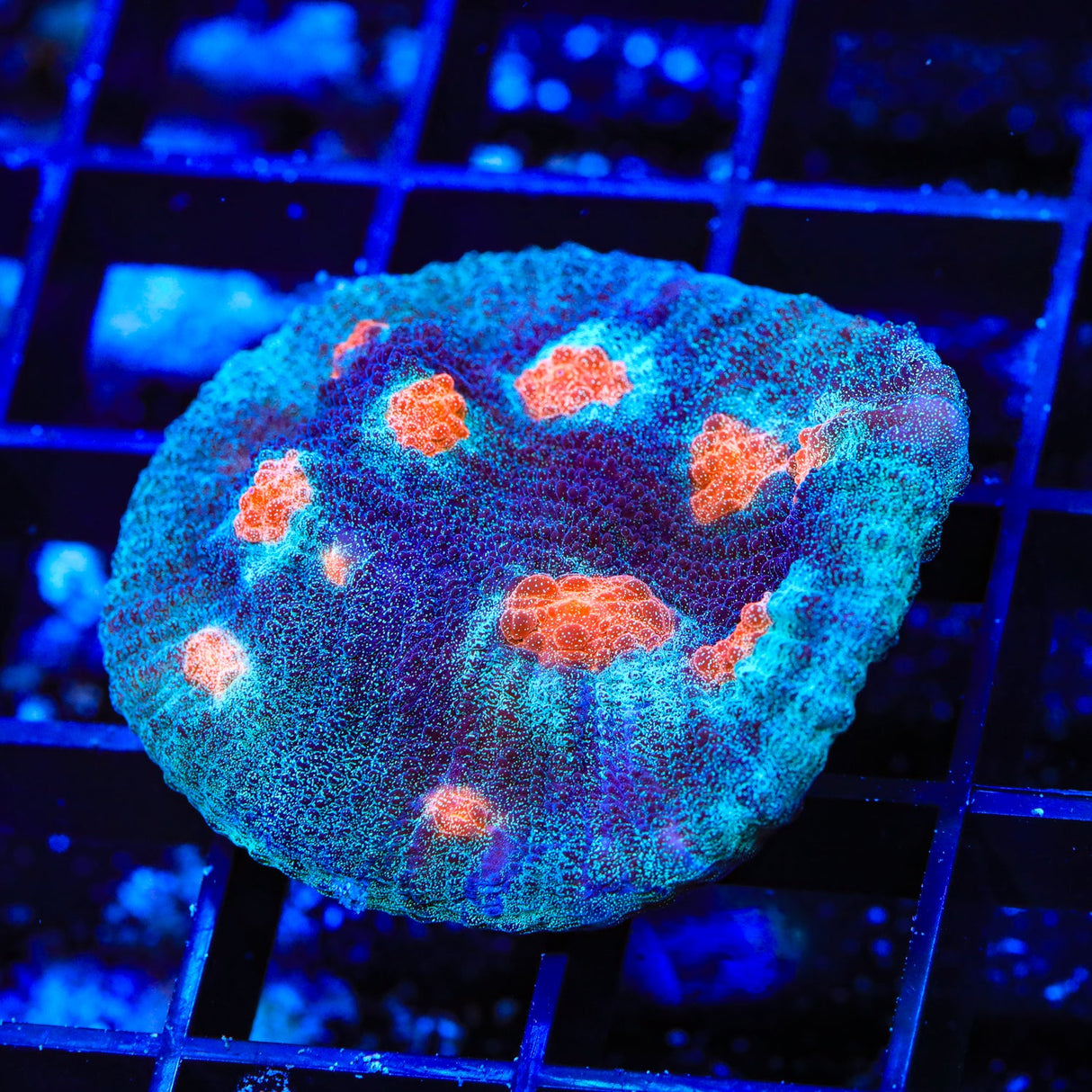 ACI Mike the Mycedium Chalice Coral