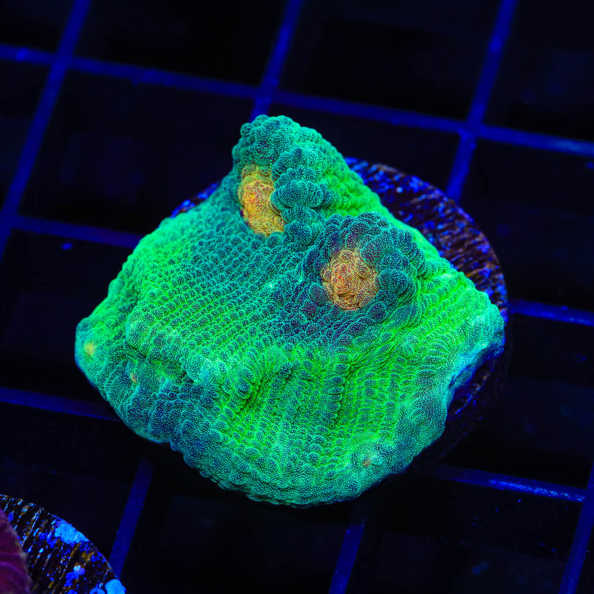 TSA Space Dune Chalice Coral - Top Shelf Aquatics