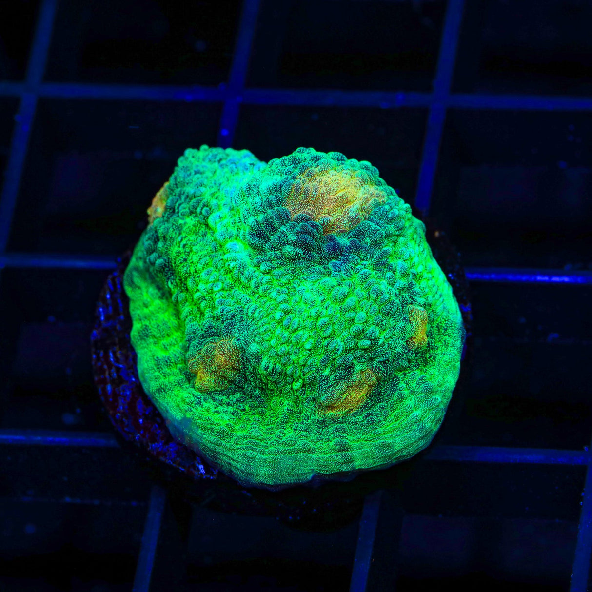 TSA Space Dune Chalice Coral