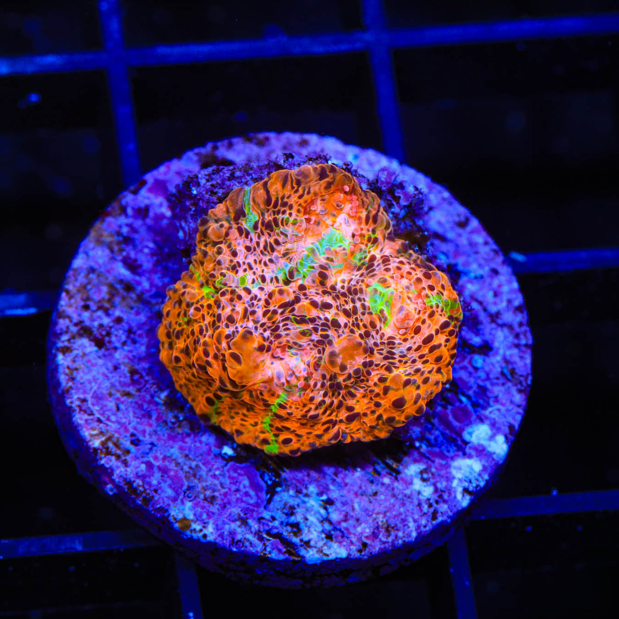 TSA Neon Lights Chalice Coral