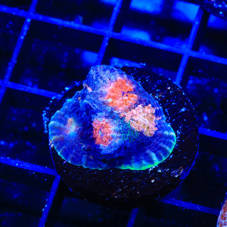 TSA Death Starre Chalice Coral