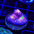 WWC Pink Boobies Chalice Coral