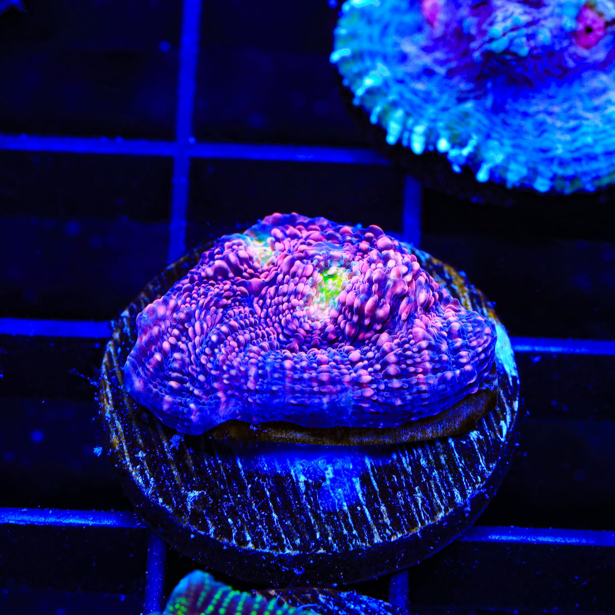 WWC Pink Boobies Chalice Coral