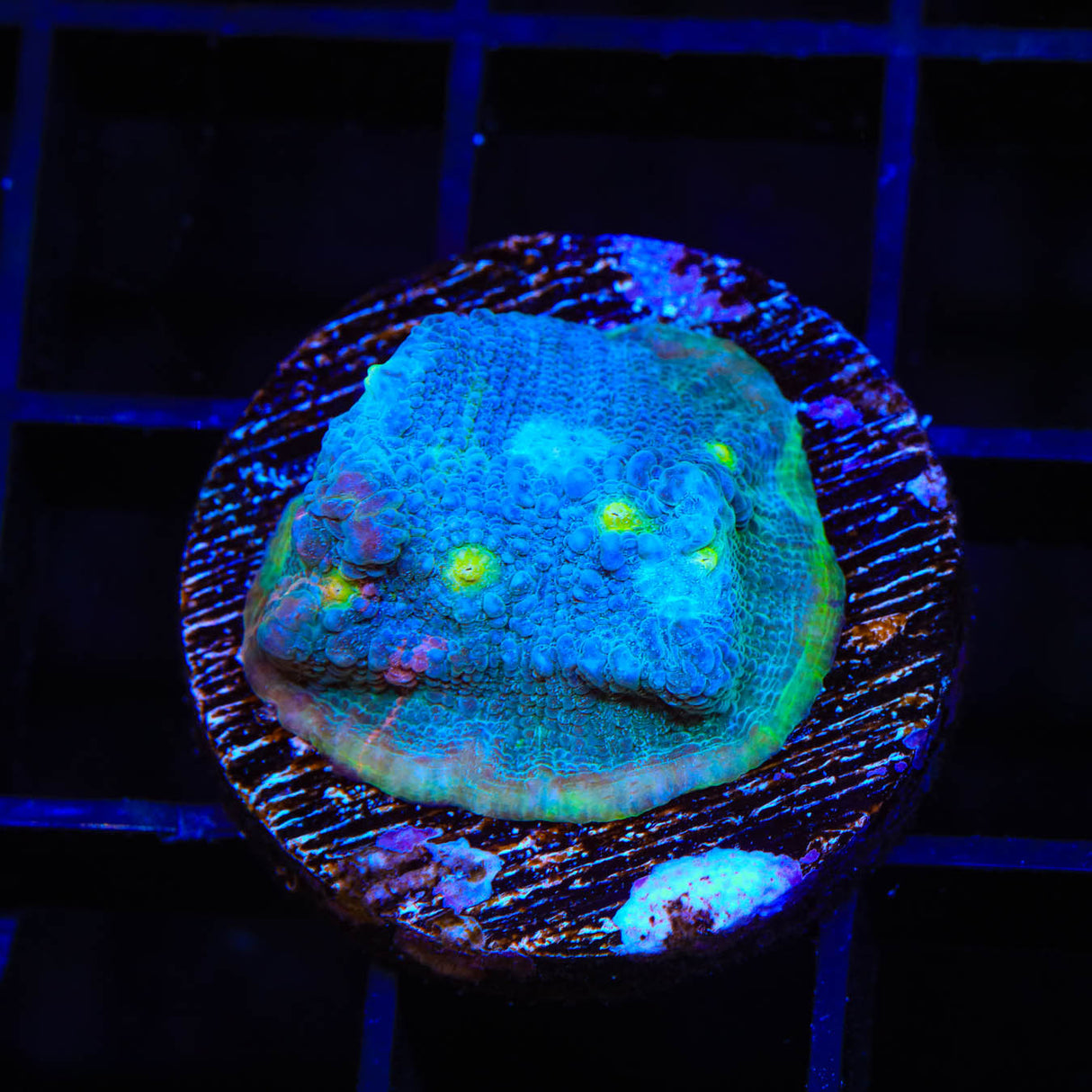TSA Rainbow Chalice Coral - Top Shelf Aquatics