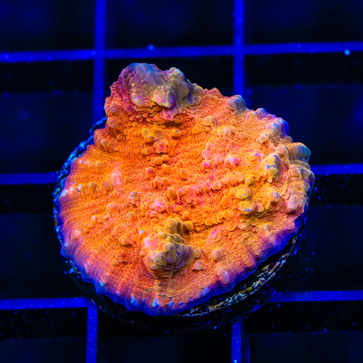 TSA Michelangelo Chalice Coral 