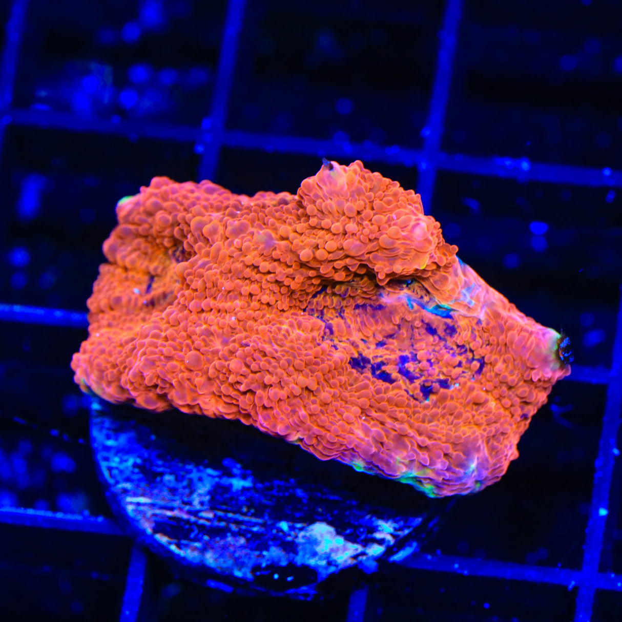 TSA Orange Crush Echinata Coral