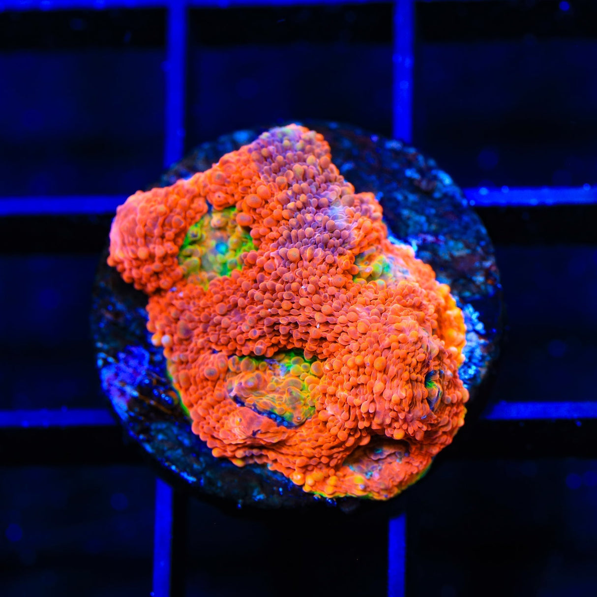 TSA Orange Crush Echinata Coral