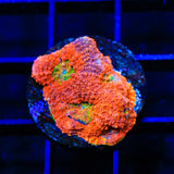 TSA Orange Crush Echinata Coral