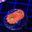 TSA Thanos Echinata Coral