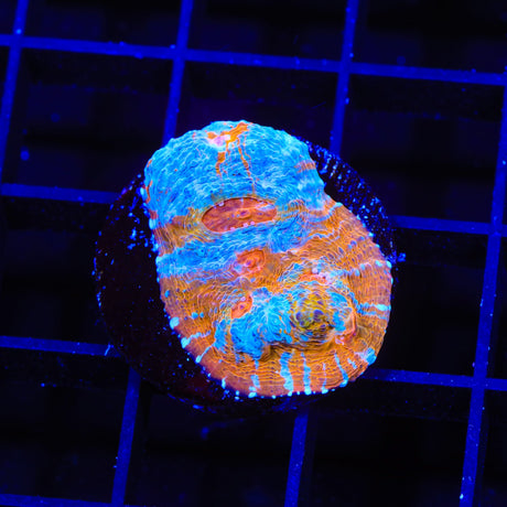 TSA Cosmic Rain Chalice Coral