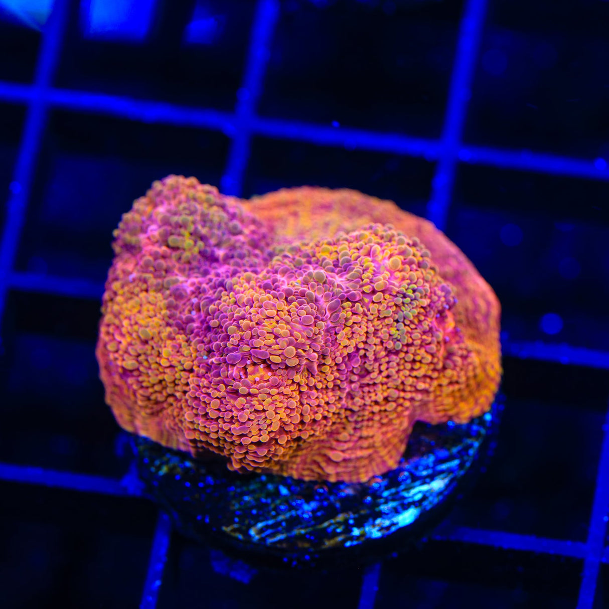 TSA Slow Burn Chalice Coral