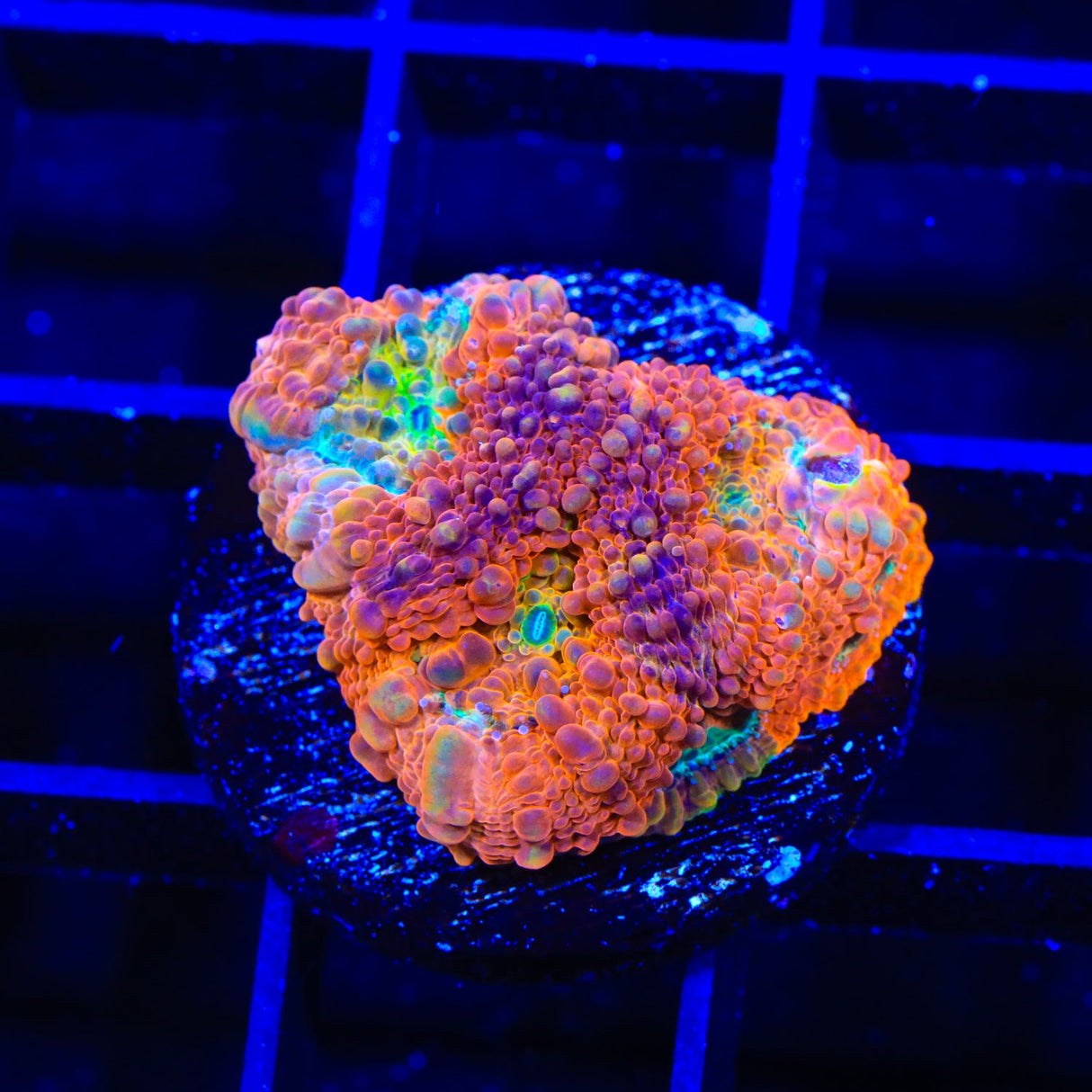 TSA Orange Crush Echinata Coral