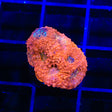 TSA Orange Crush Echinata Coral