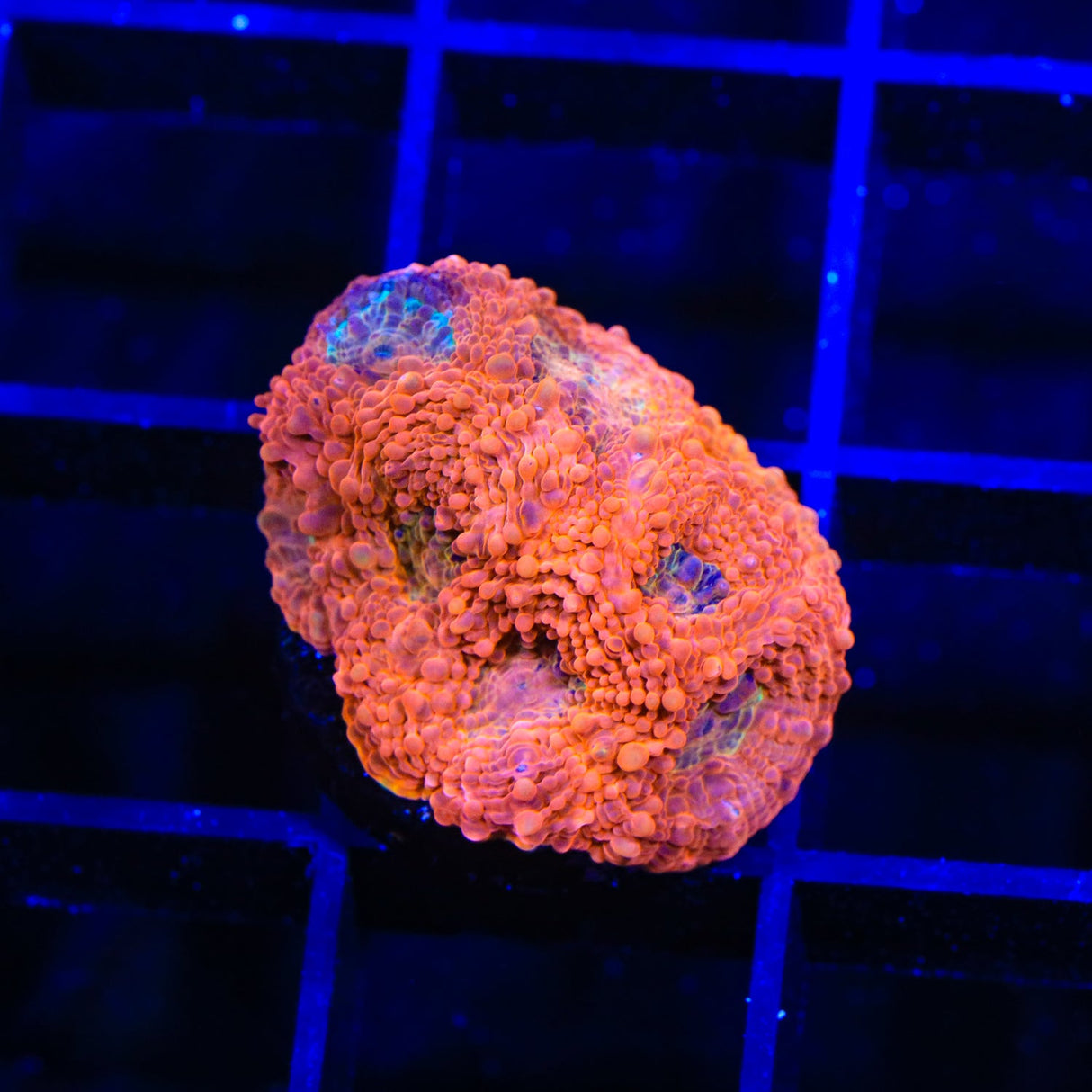 TSA Orange Crush Echinata Coral