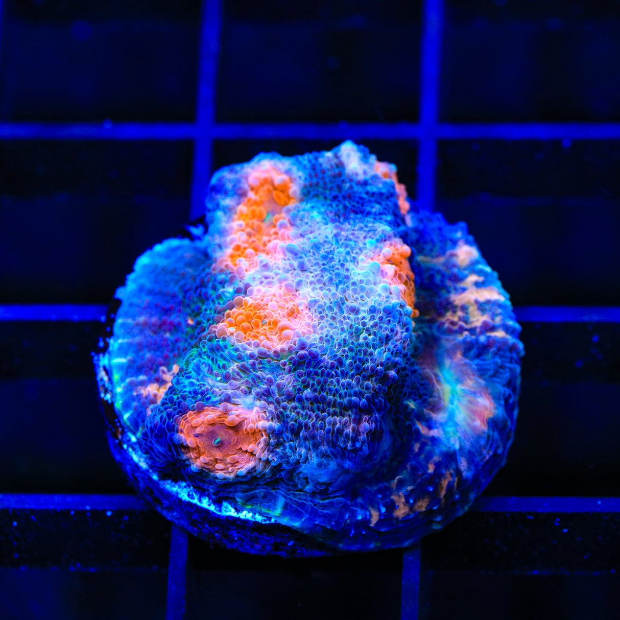 ACI Mike the Mycedium Chalice Coral