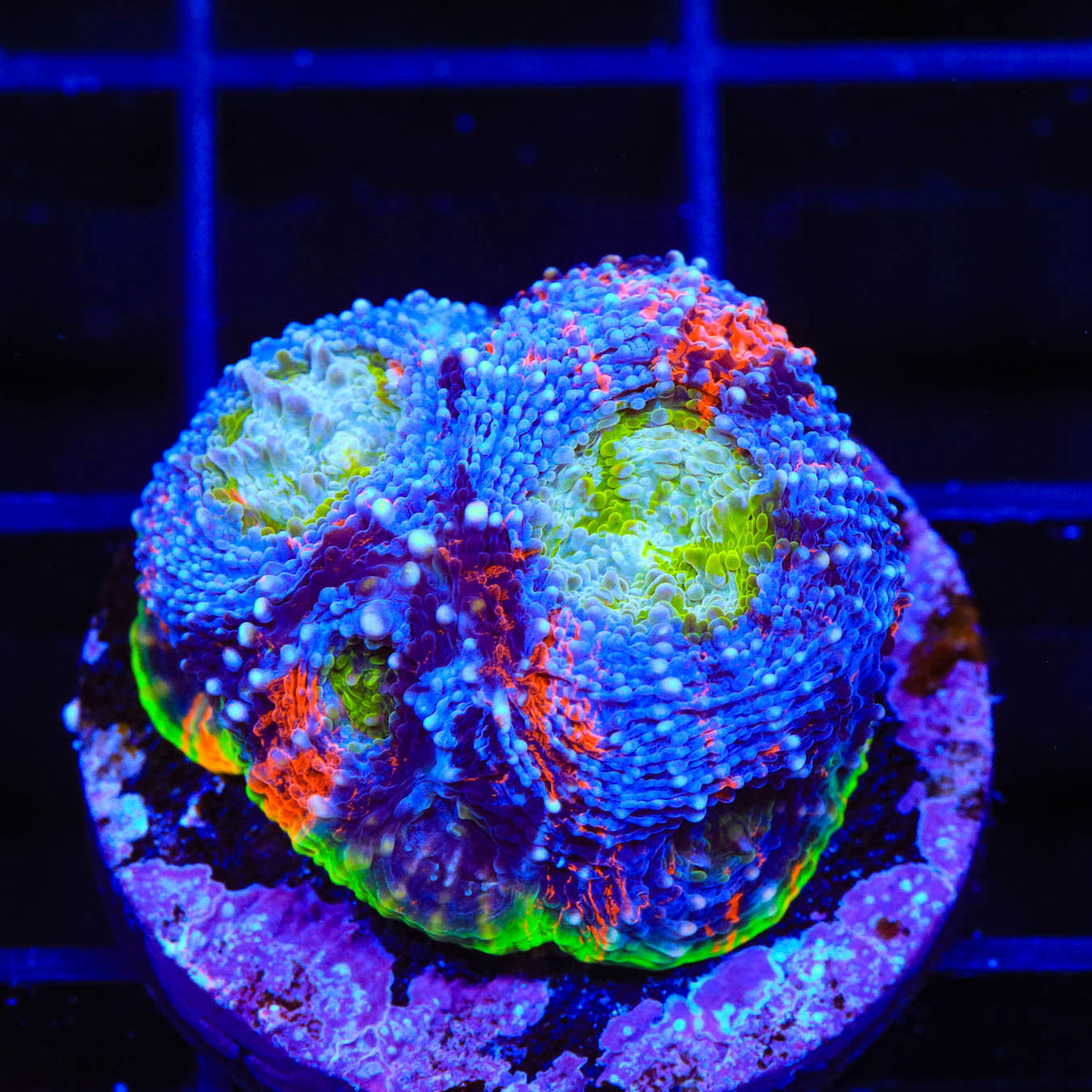 TSA Orange Crush Echinata Coral – Top Shelf Aquatics